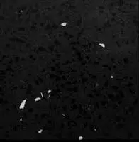 Black Galaxy Quartz - 64"X127" 1